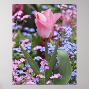 Pôster Uma tulipa nos Jardins de Luxemburgo, Paris, Franç