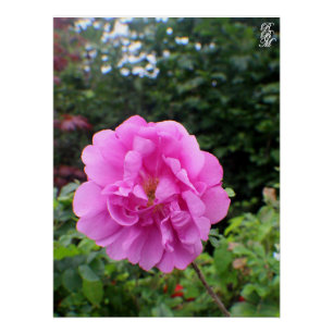 Pôster Uma Única Flor Rosa