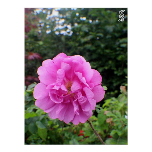 Pôster Uma Única Flor Rosa (Frente)