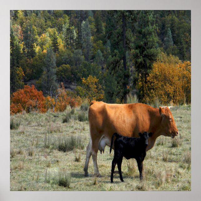 Poster Uma vaca e seu bezerro..... (Frente)