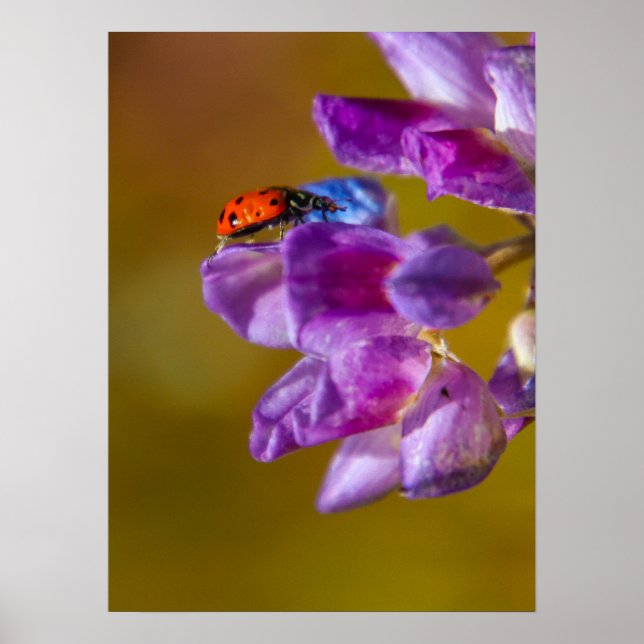 Poster Uma vida inseto. (Frente)