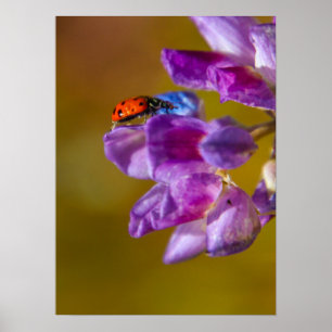 Poster Uma vida insetos.