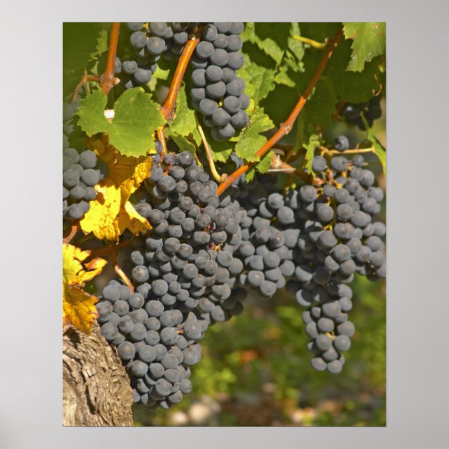 Poster Uma videira com cachos de uvas Merlot maduras - Ca (Frente)