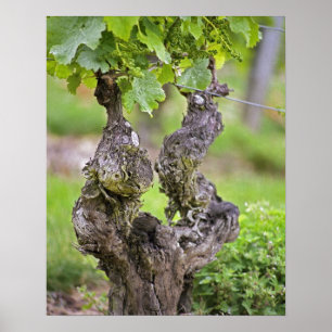 Pôster Uma vinha muito velha no vinhedo Clos de l'Echo
