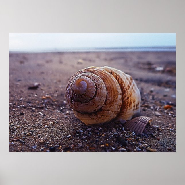 Pôster Uma Visão Macro De Uma Shell Espiral (Frente)