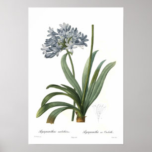Pôster Umbellatus do Agapanthus