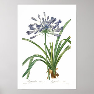 Pôster Umbellatus do Agapanthus