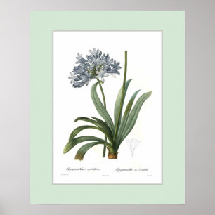 Pôster Umbellatus do Agapanthus, beira feita sob