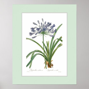 Pôster Umbellatus do Agapanthus, beira feita sob