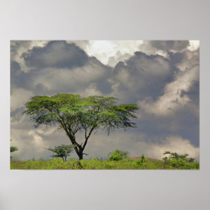 Pôster Umbrella Thorn Acacia, Acacia tortilis e 2