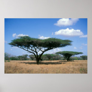 Pôster Umbrella Thorn Acacia (Acacia tortilis), Mkuze