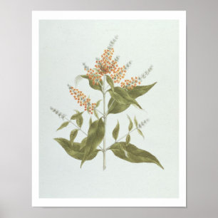 Pôster Umtar (polystachya do Buddleia) (w/c sobre a