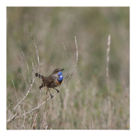Pôster Une photo du gorgebleue à miroir