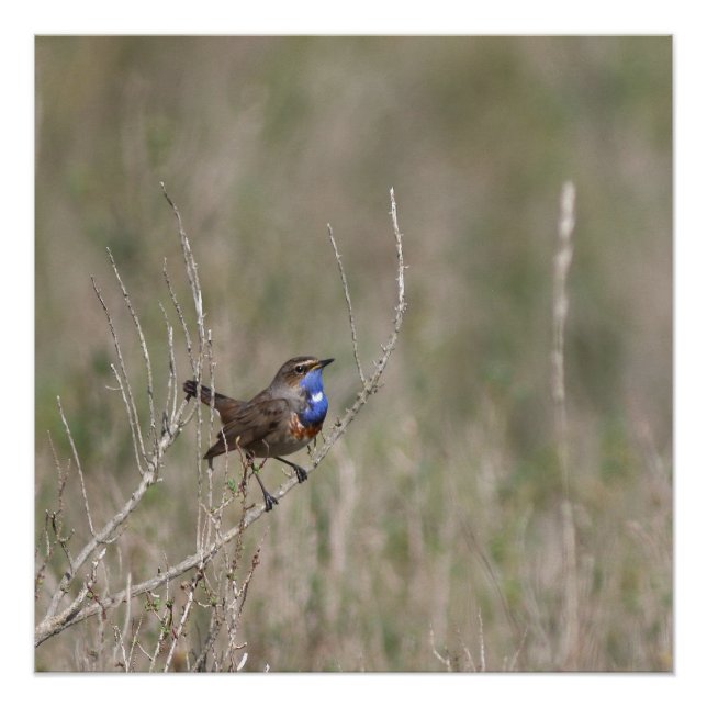 Pôster Une photo du gorgebleue à miroir (Frente)