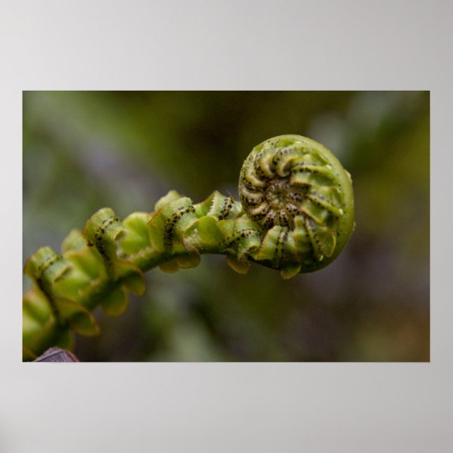 Pôster Unfurling Fern Frond (Frente)