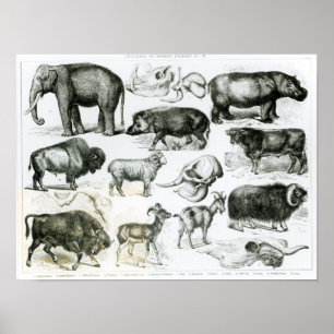 Poster Ungulata ou animais Hoofed