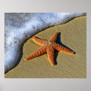 Poster Única estrela do mar na praia