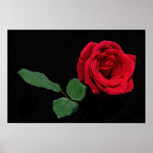 Poster Única rosa vermelha