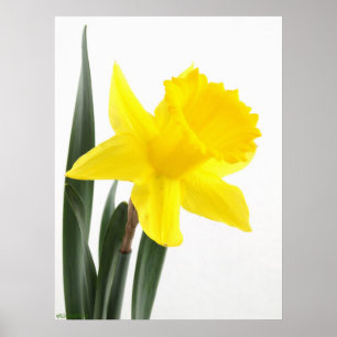Pôster Único Daffodil amarelo do narciso