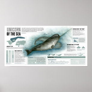 Pôster Unicórnio do mar