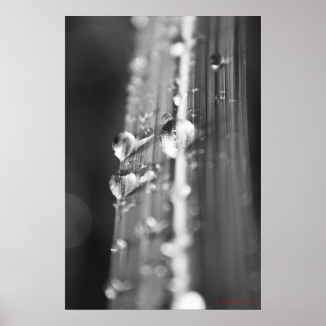 Pôster Untitled (Frente)