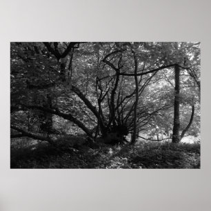 Pôster Unusual Tree, Bute Park, Cardiff, Wales BW