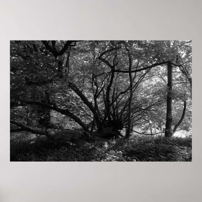 Pôster Unusual Tree, Bute Park, Cardiff, Wales BW (Frente)