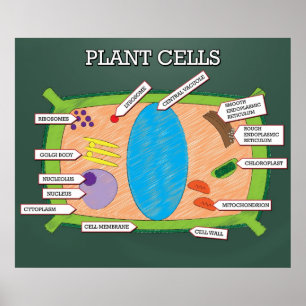 Poster *UPDATED* das pilhas da planta