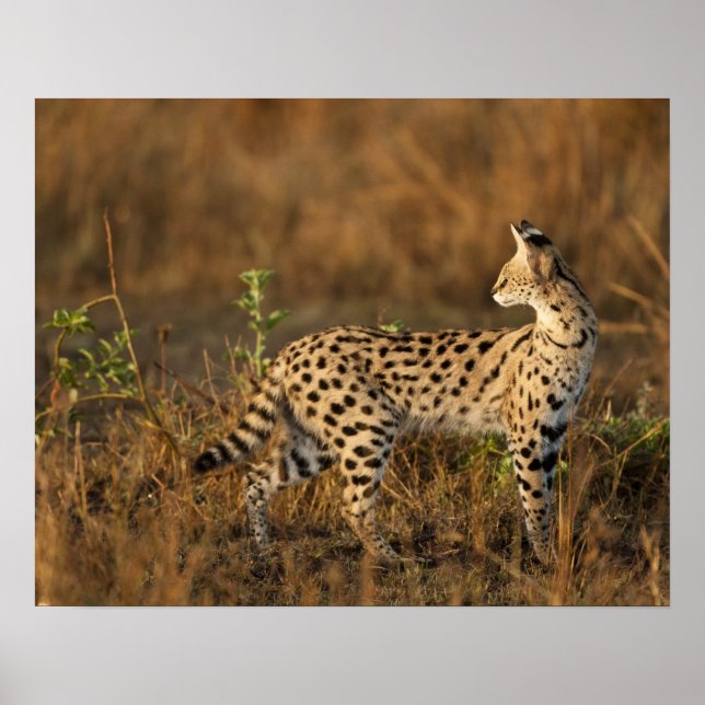 Poster Upper Mara, Reserva de Caça Masai Mara, Quênia, (Frente)