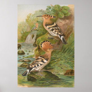 Poster Upupa epops por Johann Friedrich Naumann