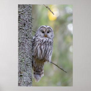 Poster Ural Owl