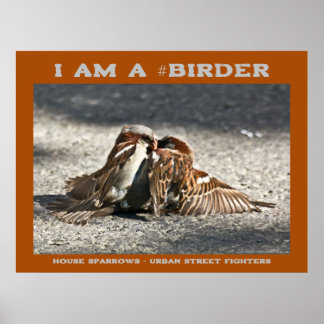 Poster Urbana Briga de Rua Urbana Poupa Birder