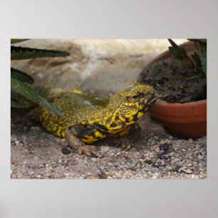 Poster Uromastyx geyri