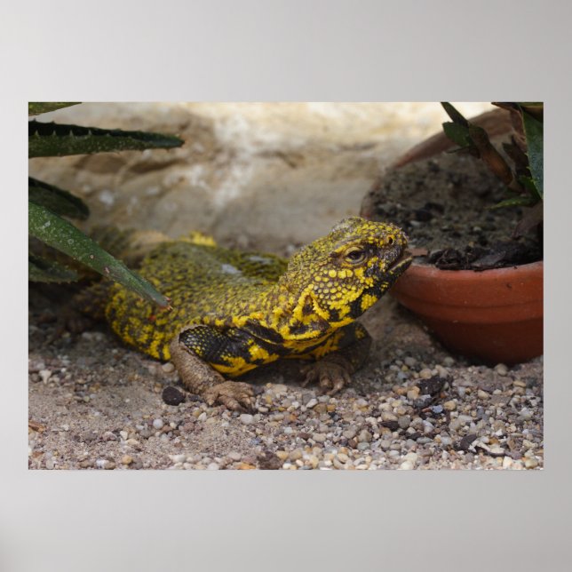 Poster Uromastyx geyri (Frente)