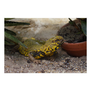 Pôster Uromastyx geyri
