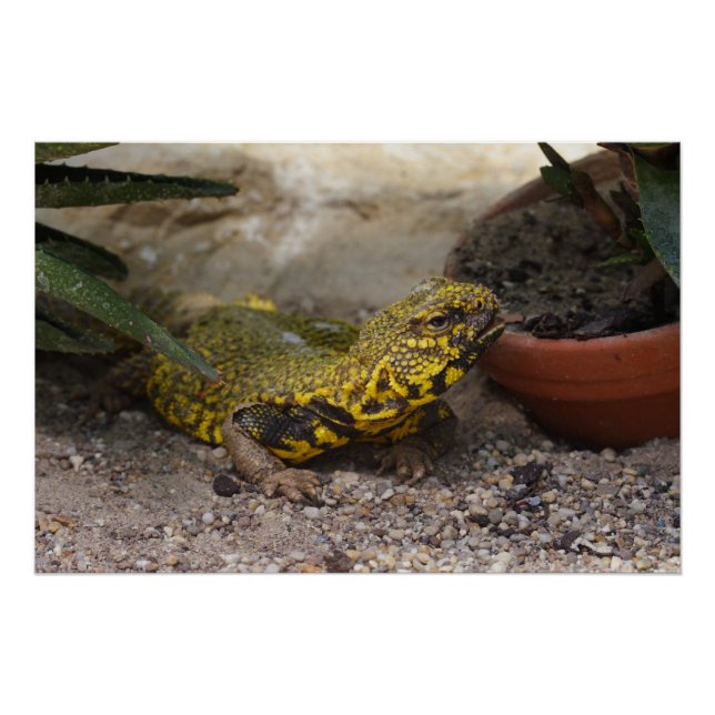 Pôster Uromastyx geyri (Frente)
