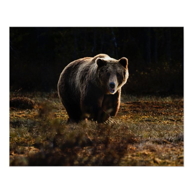 Pôster Urso (Frente)