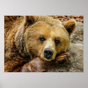 Pôster Urso