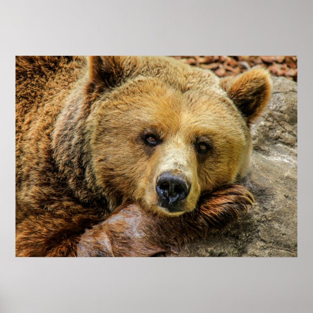 Pôster Urso (Frente)