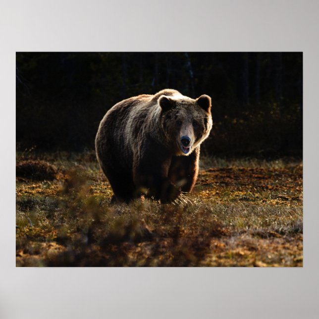Poster Urso (Frente)