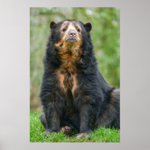 Poster Urso Andino Gracioso em Habitat Escovado