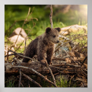 Poster Urso bebê bonito em mata