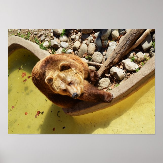 Poster Urso castanho (Frente)