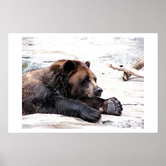 Poster Urso Castanho (Frente)