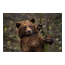Urso Castanho De Todas As Peças E Garras