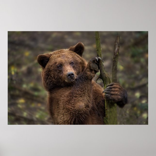 Poster Urso Castanho De Todas As Peças E Garras (Frente)
