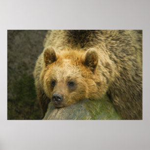 Poster Urso Castanho Descansado