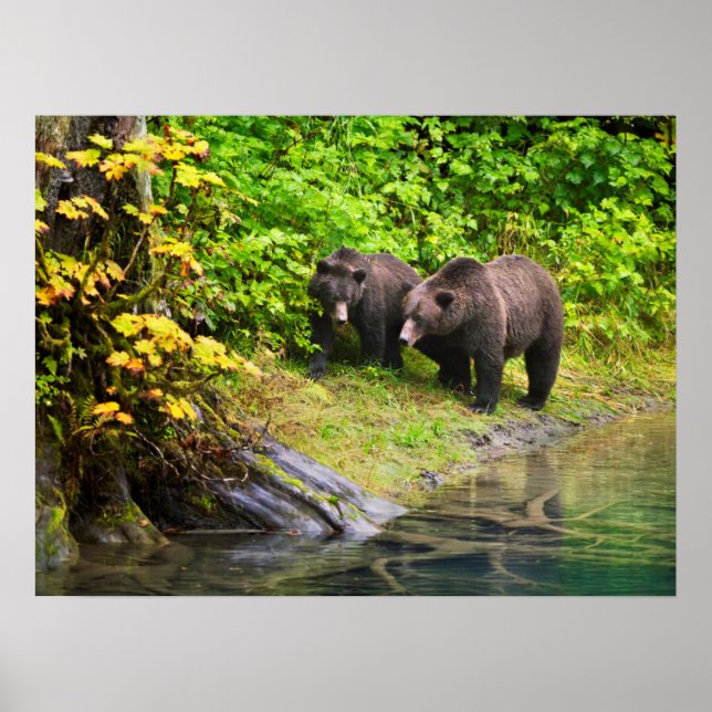 Poster Urso Castanho e Cubo | Hyder, Alaska (Frente)