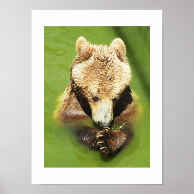 Poster Urso castanho na água (Frente)