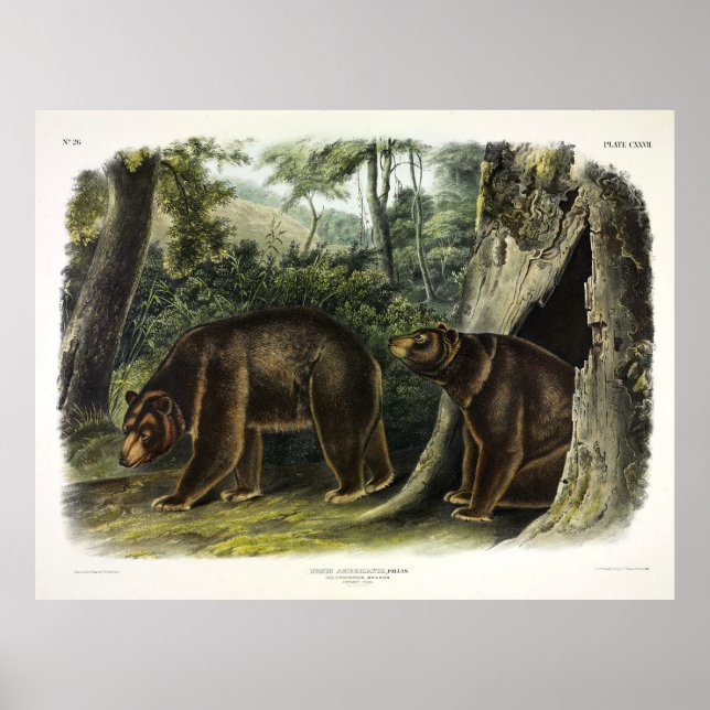 Poster Urso Cinamão dos Quadrupes de Audubon (Frente)